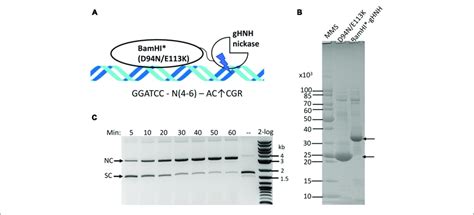 Purification Of BamHI Catalytic Mutant BamHI GHNH Fusion Enzyme