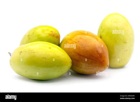Indian Jujube Or Ber Ziziphus Mauritiana Rhamnaceae Medium Sized