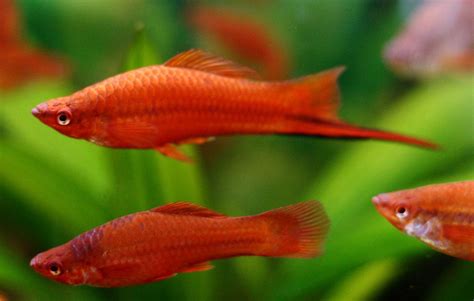 Swordtail Fish Species Profile