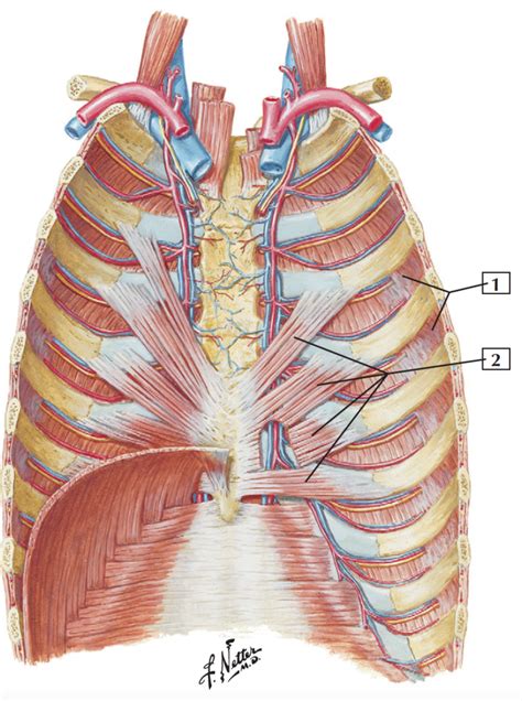 Torax Pared Anterior Diagram Quizlet