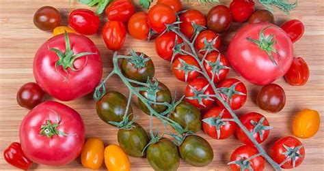 Large Undersized Varieties Of Tomatoes Healthy Food Near Me