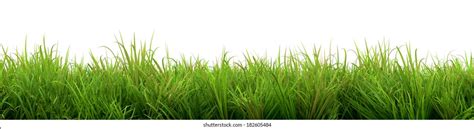 Grass Cut Out On White Background Stock Illustration 182605484 ...