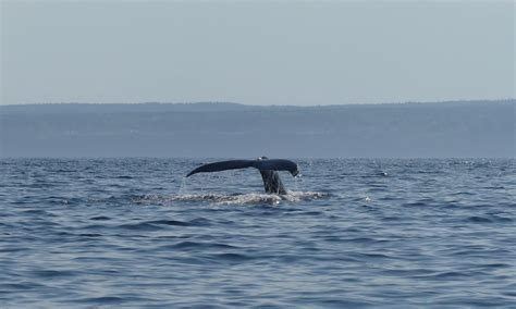 Rorquals Bosse En Gasp Sie Et Inqui Tudes Dans Lestuaire Baleines