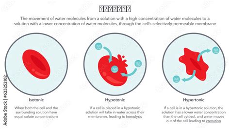 Osmosis In Red Blood Cells Science Vector Illustration Diagram Stock