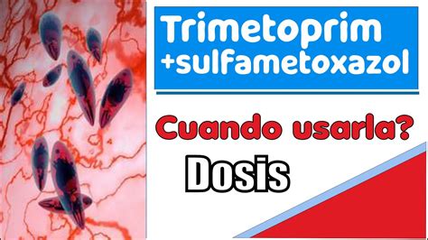 Cu Nto Tarda En Hacer Efecto El Sulfametoxazol Todo Lo Que Necesitas