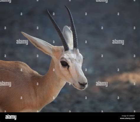 Gazelle. Arabian Wildlife in natural habitat. UAE Stock Photo - Alamy