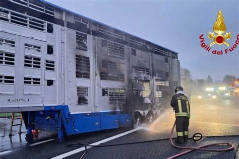 Camion Di Bestiame A Fuoco Sulla Torino Aosta Salvati Solo Vitelli