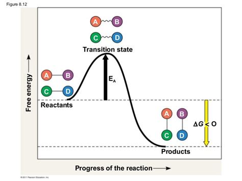 Energy Profile Of An Exergonic Reaction 8 4 Diagram Quizlet