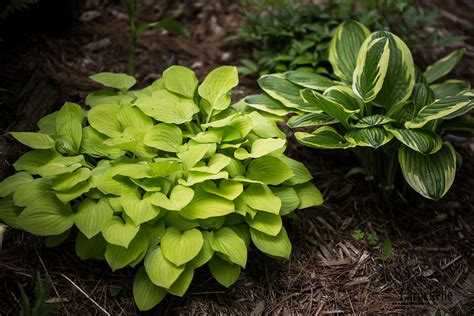 Hosta Golden Scepterlakeside Slick Chick 150607 122rm Flickr