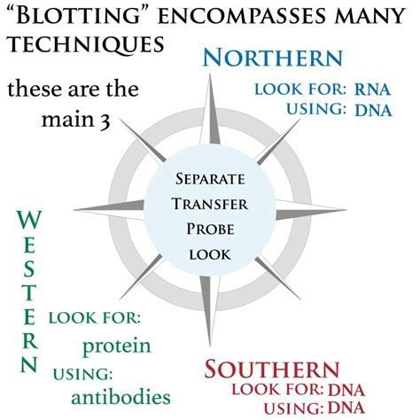 Eastern Blot Analysis