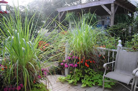 Pantry Keeping Edible And Medicinal Landscaping Lemongrass