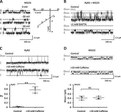 Dysregulated Zn Homeostasis Impairs Cardiac Type Ryanodine Receptor