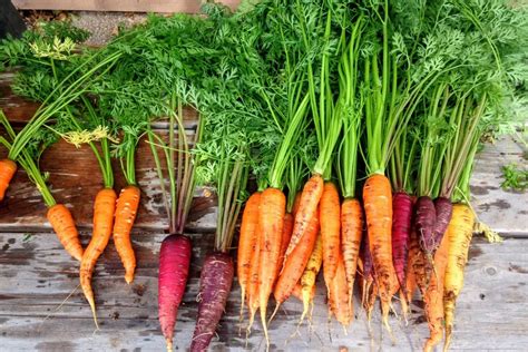 How To Grow Carrots From Seed To Harvest Growhappierplants