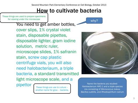 Ppt Bacterial Growth Powerpoint Presentation Free Download Id1925814