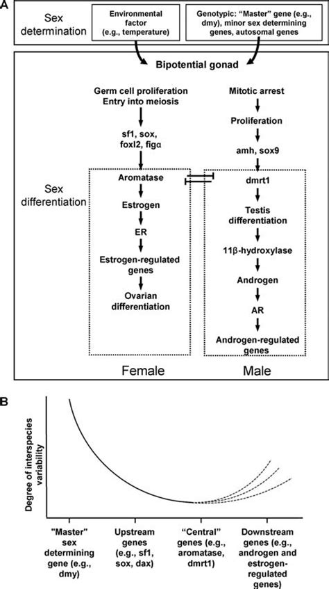 Diagram Showing Fish Sex Determination And Differentiation A Simple