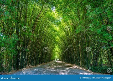 Floresta De Bambu Do Bosque Luz Solar Da Manh Imagem De Stock