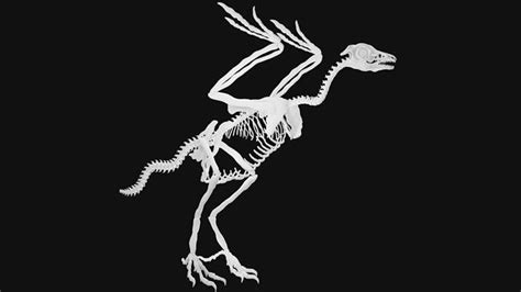 Archaeopteryx Skeleton 3d Model Cgtrader