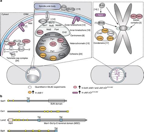 Sumoylated Proteins Targeted By Slx8 Or Ufd1 At Centromeres Telomeres