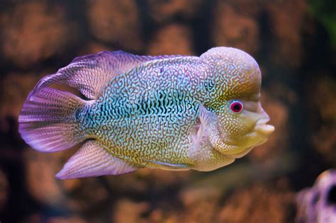 Flowerhorn Cichliden Haltung Im Aquarium Zooplus