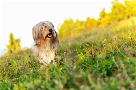 Rasseporträt Tibet Terrier Charakter Aussehen Herkunft • Aus Liebe