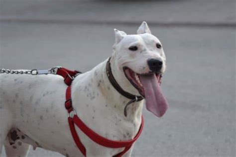 Dogo Argentino Vs German Shepherd Which One Is Better