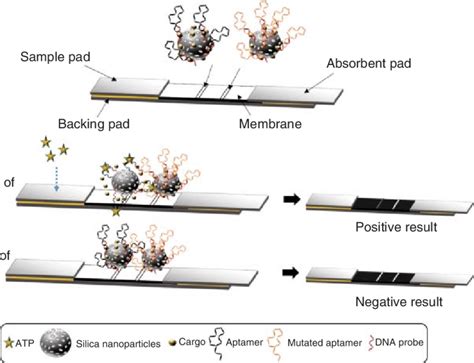 13 Schematic Representation Of Atp Detection Based On Aptamer Gated Download Scientific Diagram