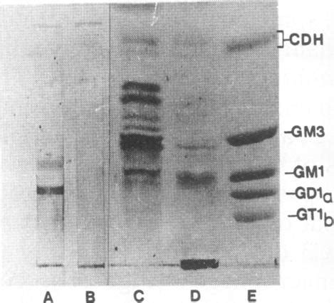 Comparison Of L L Amazonensis Amastigotes And Hamster Macrophage