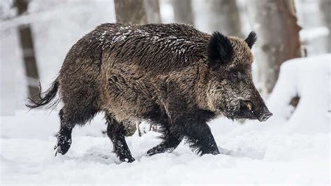 Dónde va a nevar o a llover este fin de semana en España