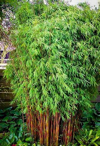 Hardy Clumping Bamboo For Sale Online The Tree Center™