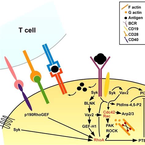 Scheme Of Rhoa Signaling Binding Of Exogenous Ligands Via Different