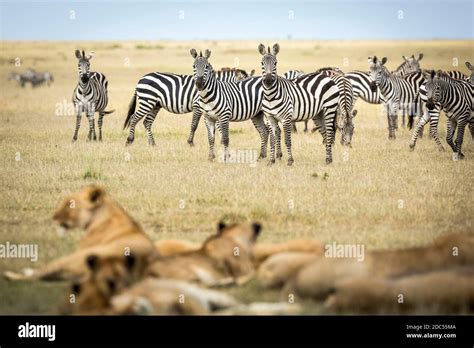 Images Of Zebras And Lions