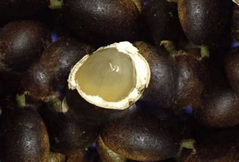 Persis Longan Dengan Rasa Durian Ketahui Buah Kristal Kesukaan Warga