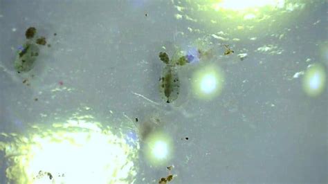 What are Copepods? (Copepods Under a Microscope) – Microscope Clarity