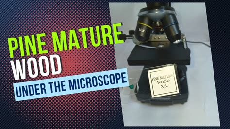 Pine Mature Wood Under A Microscope Youtube