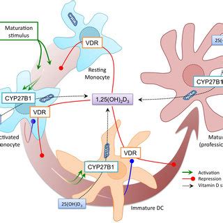 Schematic Structure Of The Vitamin D Receptor Vdr Protein Holds