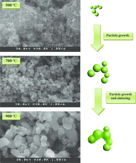 FESEM Images Of Hydroxyapatite Encapsulated CoFe 2 O 4 Nanoparticles