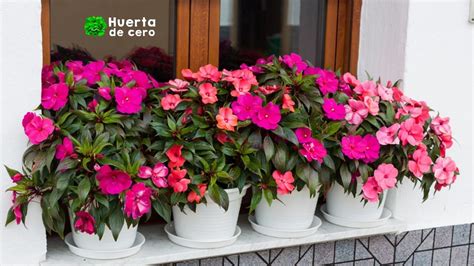 Alegria Del Hogar Impatiens Walleriana Cuidados ️ 2025