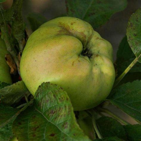 Pommier ancien à pommes d hiver Vente Malus communis Calville Blanche