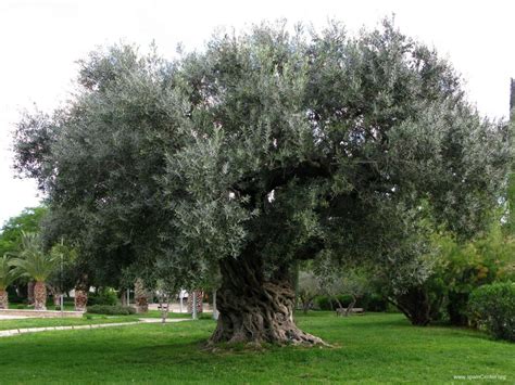 Olivo Caracter Sticas Cultivo Y Uso De Este Rbol