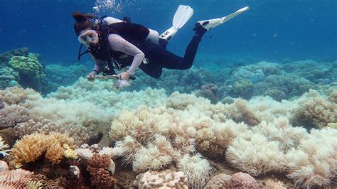 Great Barrier Reef Global Warming Blamed For Spread Of Coral Bleaching