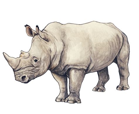 Rhino By Silvercrossfox On Deviantart Rhino Art Rhino Illustration