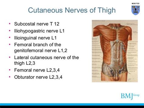 Show Me The Groin Area / Hernia Symptoms Diagnosis Treatment Urology ...