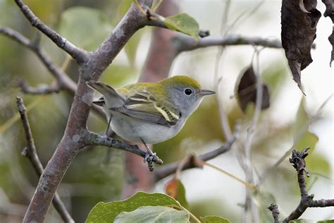 Chestnut Sided Warbler Fall By Jackie B Elmore 9 23 2022 Flickr