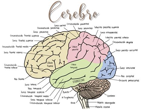 Solution Partes Del Cerebro Studypool