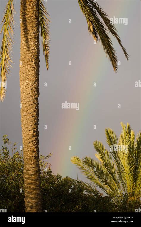 Rainbow And Canary Island Date Palms Phoenix Canariensis Tecina San