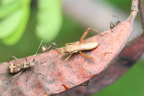 Riptortus Linearis From Ishikawa Motobu Kunigami District Okinawa