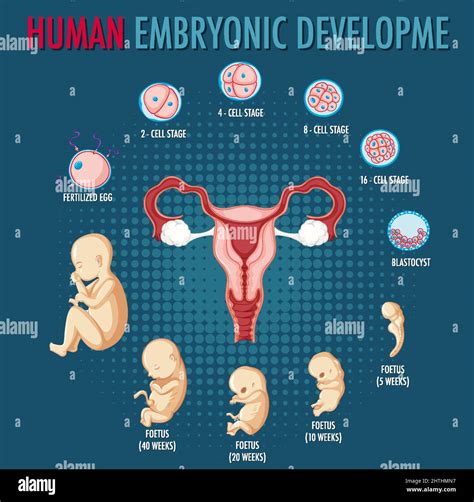 Desarrollo Embrionario Humano En Ilustración Infográfica Humana Imagen Vector De Stock Alamy