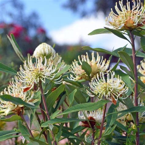 Australian Plants To Complete Your ‘Down Under’ Garden | Gardening Know How