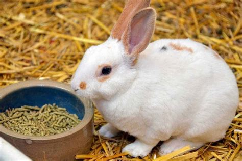 Top 5 Rabbit Pellets - Choose The Best One