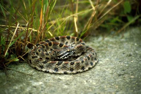 Venomous Snakes of Missouri | Missouri's Natural Heritage | Washington ...